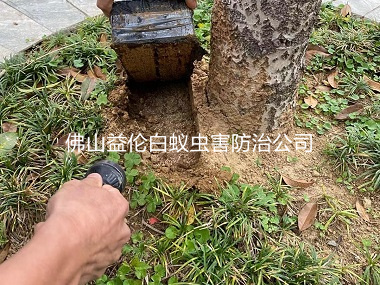 三水區中學滅白蟻