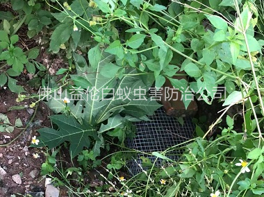 三水區上門驅蛇防蛇