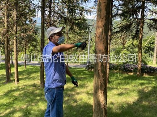 南海景區樹木防治白蟻工程